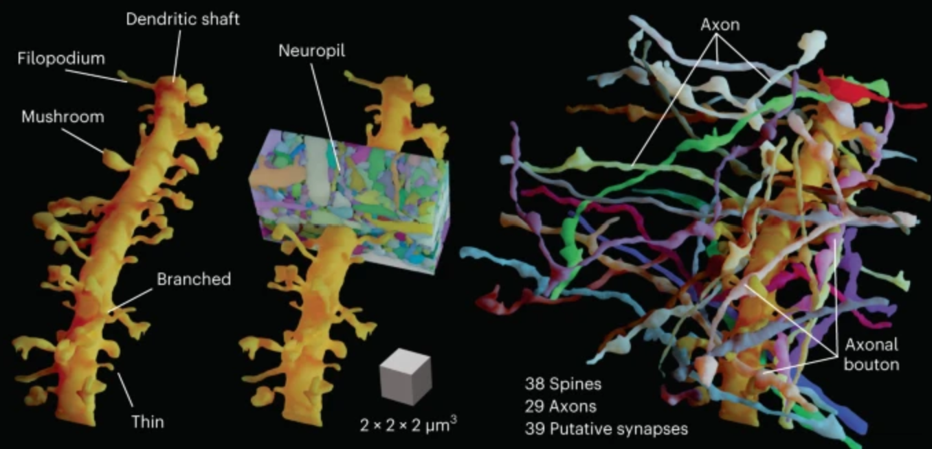 Image of paper 'Dense 4D nanoscale reconstruction of living brain tissue'
